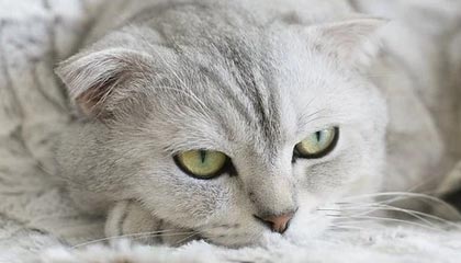 开云kaiyun-男子篮球3X3世界杯资格赛，中国队表现抢眼，男子三对三篮球世界杯中国队队员